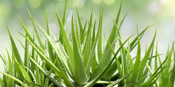 Aloe Vera