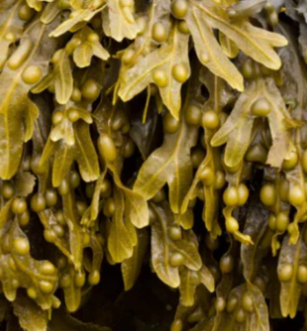 Bladder Wrack